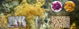 Sea moss